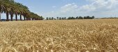 خرید۱۰ هزار تن گندم از کشاورزان سیستان و بلوچستان